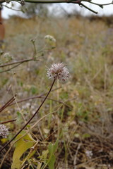 Allium tarkhankuticum
