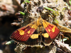 Pyrausta falcatalis