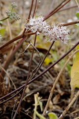 Allium tarkhankuticum