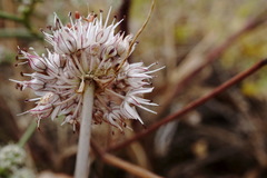 Allium tarkhankuticum