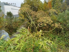 Heracleum mantegazzianum