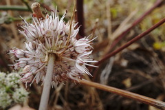 Allium tarkhankuticum