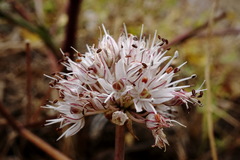 Allium tarkhankuticum