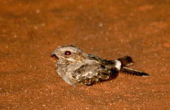Rufous-Cheeked Nightjar photo 6