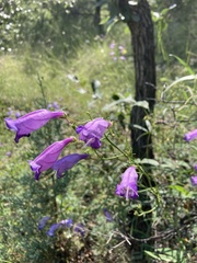 Penstemon stenophyllus