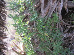 Asparagus volubilis