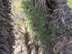 Asparagus volubilis