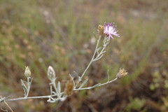 Centaurea lavrenkoana