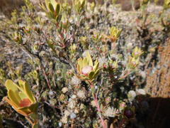 Leucadendron nitidum