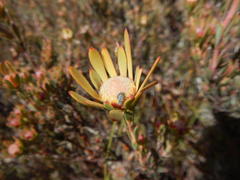 Leucadendron nitidum
