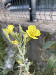 Oenothera