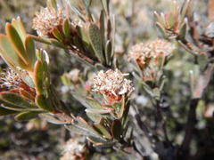 Leucadendron nitidum
