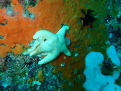 Callopatiria formosa