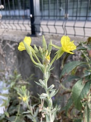 Oenothera