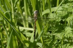 Rhionaeschna californica