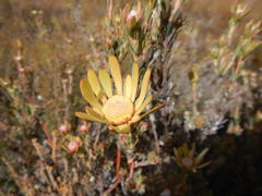 Leucadendron nitidum