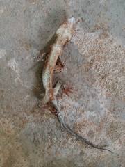 Gekko smithii