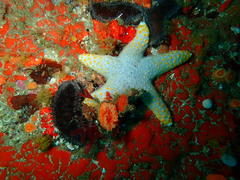 Callopatiria formosa