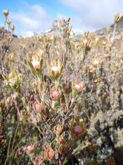 Leucadendron nitidum