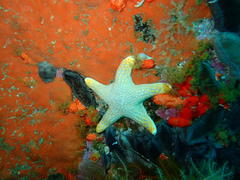 Callopatiria formosa