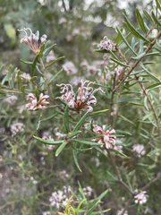 Grevillea phylicoides