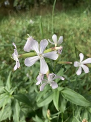 Saponaria officinalis