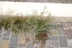 Heliotropium ellipticum