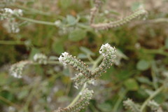 Heliotropium ellipticum