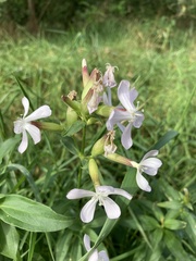 Saponaria officinalis