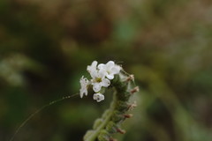 Heliotropium ellipticum