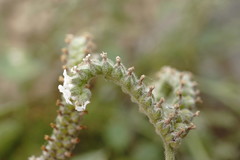 Heliotropium ellipticum
