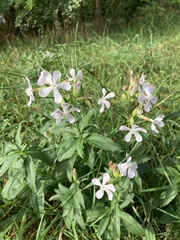 Saponaria officinalis