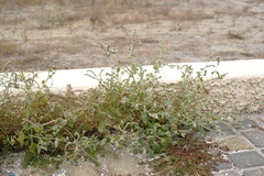 Heliotropium ellipticum