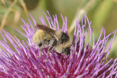 Bombus mesomelas