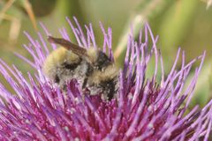Bombus mesomelas