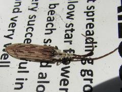 Tenomerga leucophaea