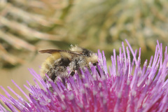 Bombus mesomelas
