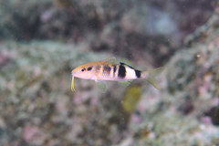 Parupeneus multifasciatus