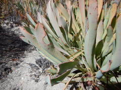 Protea laevis