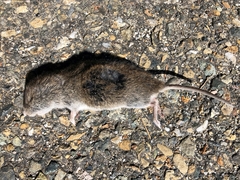 Microtus longicaudus