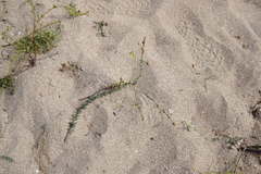 Linaria sabulosa