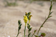 Linaria sabulosa