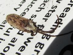 Tenomerga leucophaea