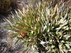 Protea laevis