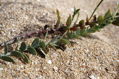 Linaria sabulosa