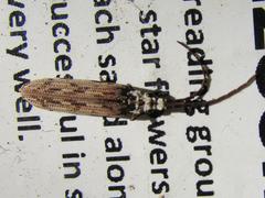 Tenomerga leucophaea