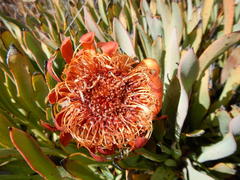 Protea laevis