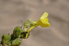 Linaria sabulosa