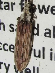 Tenomerga leucophaea