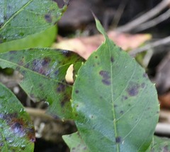 Phyllosticta parthenocissi